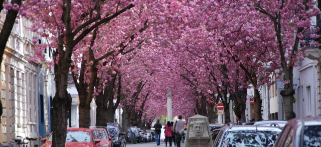 Kirschblüten _niedrig